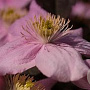 Clematis montana mix 80-100 cm 2,5L