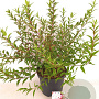 Delphinium 'Turkish Delight' 40-50 cm 5,0L