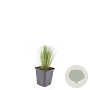 Stipa tenuissima 'Ponytails' GM P9