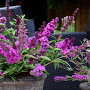 Buddleja davidii 'Free Petite Tutti Frutti' 25-30 cm 3,0L