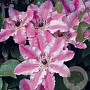 Clematis 'Captain Thullieux' 70 cm 2,0L