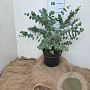 Eucalyptus gunnii 30-40 cm 7,5L
