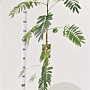 Albizia julibrissin 125-150 cm 3,5L