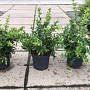 Berberis julianae 30-50 cm 7,5L