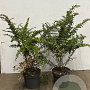 Berberis thunbergii 60-80 cm 7,5L