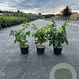 Juglans regia 40-60 cm 5,0L
