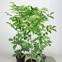 Juglans regia 80-100 cm 5,0L