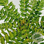 Mahonia media 'Winter Sun' 30-40 cm 2,5L