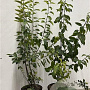 Rhamnus cathartica 80-100 cm 7,5L