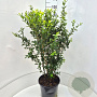 Ligustrum oval. 'Green Diamond' 80-100 cm 10L