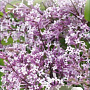 Syringa meyeri Flowerfesta Purple 30-40 cm 3,0L