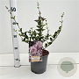 Syringa meyeri 'Palibin' 25-30 cm 2,5L