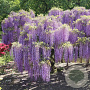 Wisteria frut. 'Amethyst Falls' 175-200 cm 25L