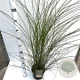 Miscanthus sin. 'Gracillimus' 60-80 cm 4,0L