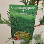 Cupressocyparis leylandii 100-125 cm 3,0L