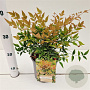 Nandina domestica 'Gulfstream' 25-30 cm 2,5L