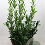 Prunus l. 'Caucasica' 80-100 cm 7,5L