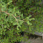 Sophora prostata 'Little Baby' 30-40 cm 2,5L