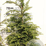 Tsuga canadensis 80-100 cm met kluit