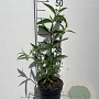 Buddleja d. 'Ile de France' GM 2,0L