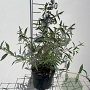 Buddleja davidii nanhoensis GM 2,0L