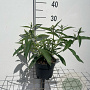 Buddleja d. 'White Profusion' GM 2,0L