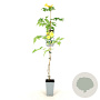Campsis rad. 'Flava' 80-100 cm 2,0L veredeld