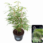 Fargesia rufa 60-80 cm 5,0L