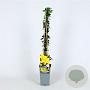 Jasminum nudiflorum 70 cm 2,0L