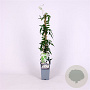 Jasminum polyanthum 70 cm 2,0L