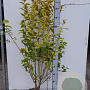 Ligustrum oval. 'Aureum' 100-125 cm met kluit
