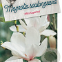 Magnolia soul. 'Alba Superba' 60-80 cm 5,0L