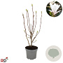 Magnolia soul. 'Alba Superba' 60-80 cm 7,5L