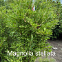 Magnolia stellata 125-150 cm met kluit solitair