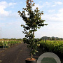 Parrotia persica 175-200 cm 12L