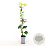 Parthenocissus tr. 'Green Spring' 80-100 cm 2,5L