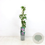 Passiflora 'Amethyst' 70 cm 2,0L