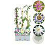 Passiflora mixta 70 cm 2,0L