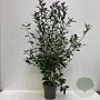 Photinia fraseri 'Red Robin' 100-125 cm 12L