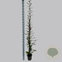 Pyracantha cocc. 'Red Column' 150-175 cm 5,0L
