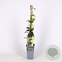 Trachelospermum jasminioides 'Star of Sicily' 70 cm 2,0L