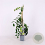 Wisteria macrostachya 'Blue Moon' 70 cm 2,0L