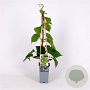 Actinidia deliciosa 'Boskoop' 70 cm 2,0L