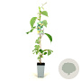 Actinidia deliciosa 'Jenny' 80-100 cm 2,5L