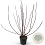 Cornus alba 'Kesselringii' 100-125 cm 12L