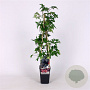 Rubus frut. 'Thornless Evergreen' 70 cm 2,0L