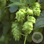 Humulus l. 'Target' GM 2,0L