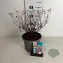 Spiraea jap. 'Rick Star' 30-40 cm 3,5L