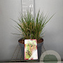 Molinia caerulea 'Edith Dudszus' GM C5