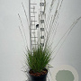 Molinia caerulea 'Heidebraut' GM C5